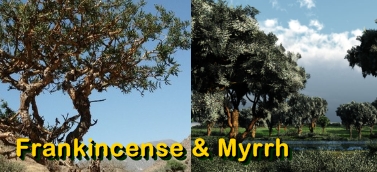 Ormus Minerals Frankincense & Myrrh Products