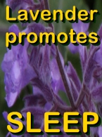 Ormus Rich Mineral Skin Cream with Lavender helps Sleep