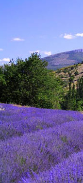 Lavender Essential Oil benefits