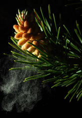 Masson Pine Tree Pollen Benefits